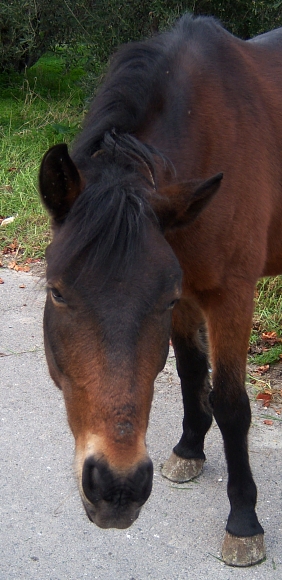 100_2027 small KALYVES HORSE cropped.jpg - 150089 Bytes